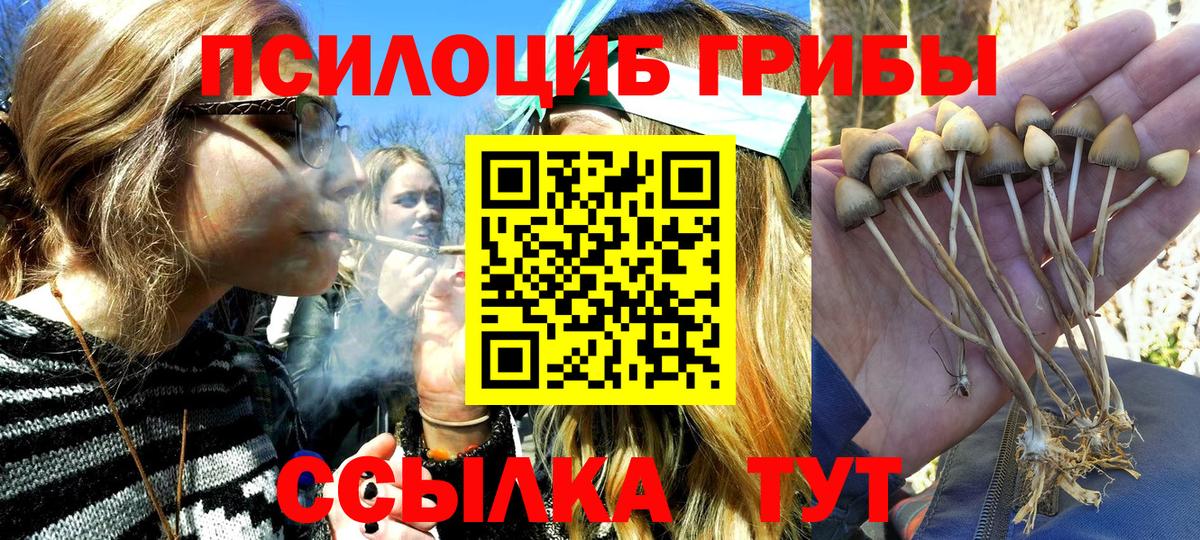 Псилоцибиновые грибы Psilocybine cubensis Кстово